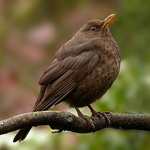 Amsel