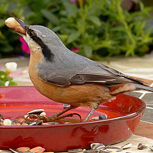 Kleiber