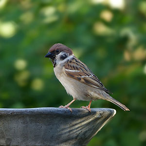 Spatz